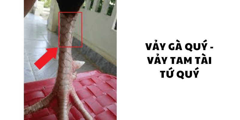 Gà sở hữu vảy tam tài có nhiều ưu điểm, thu hút các sư kê lựa chọn